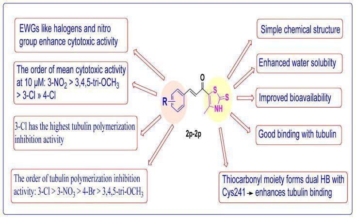 This infographic presents the Structure-Activity Relationship (SAR) of thiazole-chalcone derivatives (2p-2p) specifically designed as potential antimitotic agents in cancer therapy. The central figure displays the core chemical scaffold, which consists of a substituted phenyl ring (labeled with 'R') linked to a thiazole ring via a chalcone bridge featuring a carbonyl group (C=O). The thiazole ring includes a thiocarbonyl (C=S) moiety and an NH group. Annotations describe how variations in this structure influence pharmacological properties. Key takeaways include: electron-withdrawing groups (EWGs) like halogens and nitro groups enhance cytotoxic activity; the thiazole ring contributes to improved water solubility, bioavailability, and tubulin binding. Notably, the diagram illustrates that the thiocarbonyl moiety forms a dual hydrogen bond with the amino acid Cys241, facilitating tubulin polymerization inhibition. The graphic summarizes rankings for cytotoxic activity and tubulin inhibition based on different substituent positions, such as 3-Cl having the highest inhibitory potency. This content is intended for advanced pharmaceutical and oncological education focusing on drug design and medicinal chemistry.