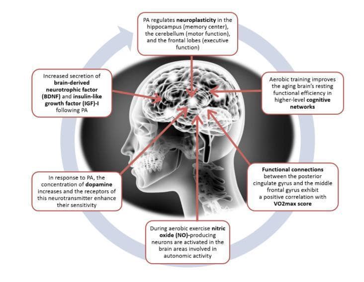 This medical infographic illustrates the pathophysiology and neuroplastic effects of aerobic exercise on the human central nervous system. Centered on a lateral profile of the human head with the brain visible, the diagram uses call-out boxes to detail biochemical and structural changes. Key educational concepts include the regulation of neuroplasticity in the hippocampus (memory), cerebellum (motor function), and frontal lobes (executive function). The diagram highlights molecular markers, specifically the increased secretion of Brain-Derived Neurotrophic Factor (BDNF) and Insulin-like Growth Factor (IGF)-1 following physical activity. It also depicts neurotransmitter modulation, noting increased dopamine concentration and receptor sensitivity. Functional adaptations shown include the activation of nitric oxide (NO)-producing neurons in autonomic regions and enhanced connectivity between the posterior cingulate gyrus and middle frontal gyrus correlated with VO2max. The content summarizes how aerobic training improves resting functional efficiency in cognitive networks, particularly relevant to geriatric medicine and neuro-rehabilitation.