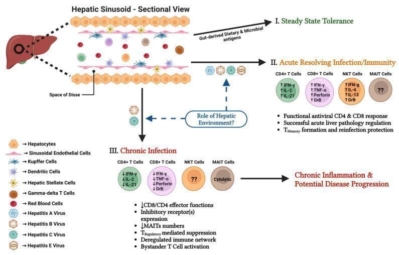 A medical illustration of the hepatic sinusoid microenvironment and its immunological response to viral infections. The diagram features a sectional view of the hepatic sinusoid, showing hepatocytes, the Space of Disse, sinusoidal endothelial cells, Kupffer cells, and stellate cells. It outlines three distinct clinical states: (I) Steady State Tolerance, where the liver maintains immunity to gut-derived antigens; (II) Acute Resolving Infection/Immunity, characterized by upregulated cytokine production (IFN-γ, IL-2, IL-21) and cytotoxic factors (Perforin, GrB) by CD4+, CD8+, and NKT cells, leading to viral clearance; and (III) Chronic Infection (associated with Hepatitis B and C), showing T cell dysfunction with downregulated effector molecules, chronic inflammation, and potential disease progression. The schematic highlights the role of specialized hepatic cells, including MAIT cells and gamma-delta T cells, in modulating these immune responses. It serves as a pedagogical overview of hepatotropic viral pathogenesis and liver-specific immune regulation for advanced medical education in immunology and hepatology.