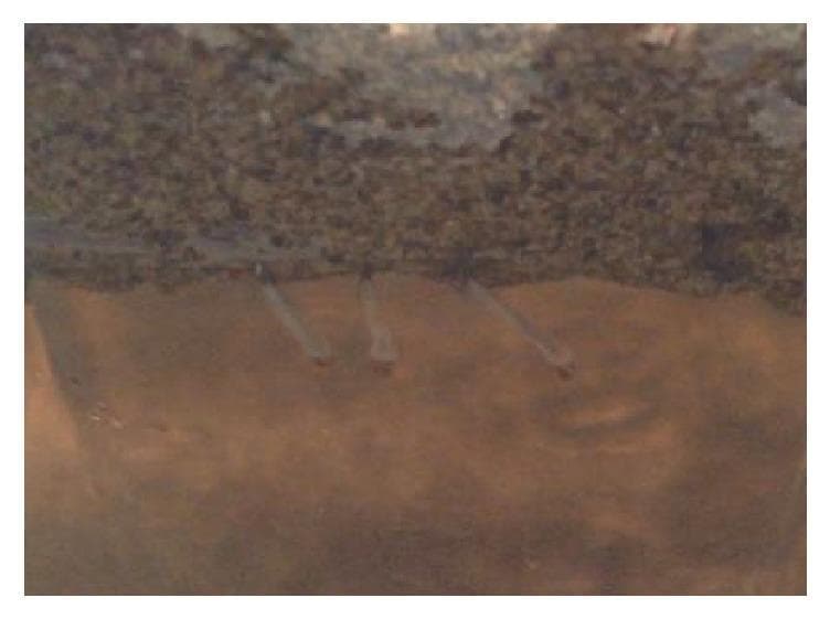 This clinical photograph/specimen image displays late third-stage Aedes aegypti larvae within an experimental aquatic environment. The image is divided into two distinct horizontal layers: a superior dark, particulate-rich layer composed of powdered Azolla pinnata, and an inferior lighter, translucent water layer. Three larvae are visible, exhibiting an elongated, slender morphology with a whitish, translucent appearance. The specimens are positioned at the interface between the particulate material and the clear water, a behavior relevant to studying the larvicidal effects and toxic accumulation of botanical biocontrol agents. This visual demonstrates the behavioral responses and morphological status of mosquito larvae during a 24-hour bioassay test, serving as a reference for public health entomology and vector control research focusing on the reduction of human disease vectors like Aedes aegypti, which transmits dengue, zika, and chikungunya viruses.