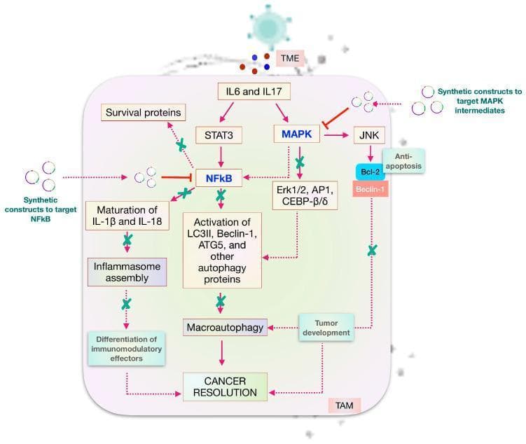 A pathophysiology diagram illustrating the intracellular signaling pathways involved in cancer progression and potential therapeutic targets. The process begins in the tumor microenvironment (TME) where cytokines IL-6 and IL-17 initiate two primary signaling axes: the STAT3-NFkB pathway and the MAPK-JNK pathway. Activation of STAT3 leads to NFkB signaling, which regulates survival proteins, the maturation of inflammatory interleukins (IL-1β, IL-18), and inflammasome assembly. Simultaneously, the MAPK pathway influences JNK and transcription factors like AP1 and CEBP-̦/̤, which together with NFkB, drive the activation of autophagy proteins including LC3II, Beclin-1, and ATG5. These pathways culminate in macroautophagy and tumor development. The diagram highlights potential therapeutic interventions using synthetic constructs to inhibit NFkB and MAPK intermediates, indicated by red inhibitory lines. Successful modulation of these targets is shown to lead to the differentiation of immunomodulatory effectors and 'Cancer Resolution,' potentially mediated by tumor-associated macrophages (TAMs). This educational illustration serves as a model for understanding chronic inflammation and autophagy in oncology.
