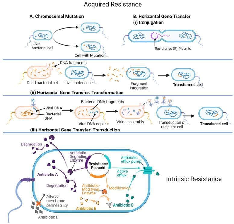 A multi-panel medical illustration detailing the mechanisms of bacterial antibiotic resistance, categorized into 'Acquired Resistance' and 'Intrinsic Resistance'.
Acquired Resistance (upper panels) depicts four pathways:
1. Chromosomal Mutation: Shows a live bacterial cell undergoing spontaneous genetic changes.
2. Horizontal Gene Transfer (HGT) via Conjugation: Illustrates the direct transfer of a Resistance (R) Plasmid between two bacteria through a pilus.
3. HGT via Transformation: Shows a live cell uptaking DNA fragments released from a dead bacterial cell, leading to genetic integration.
4. HGT via Transduction: Demonstrates viral DNA (bacteriophage) incorporating bacterial DNA fragments and assembling into virions to infect a recipient cell.
Intrinsic Resistance (lower panel) highlights structural and enzymatic mechanisms within a single bacterium:
- Antibiotic Degradation: An enzyme chemically breaks down 'Antibiotic A'.
- Antibiotic Modification: An enzyme alters 'Antibiotic B' to neutralize it.
- Active Efflux: A membrane efflux pump actively transports 'Antibiotic C' out of the cytoplasm.
- Altered Membrane Permeability: Structural changes block 'Antibiotic D' from entering the cell.
This educational diagram is designed for microbiology and pharmacology studies to explain how pathogens evade antimicrobial therapy.