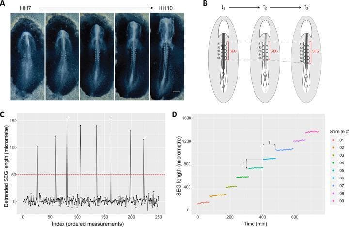 This figure illustrates the methodological approach for measuring somitogenesis in a developing chick embryo. Panel A displays a time-lapse series of dark-field microscopy images from Hamburger-Hamilton stage 7 (HH7) to HH10, showing the anterior-posterior elongation and the progressive formation of somites as segmental paired blocks of paraxial mesoderm. Panel B is a schematic diagram illustrating the measurement of the Segmented Region (SEG), defined as the distance between the first and last formed somitic clefts across time points t1 to t3. Panel C is a line graph showing detrended SEG length in micrometers, where periodic peaks exceeding a 50 μm threshold identify the discrete addition of new somites. Panel D is a stepwise progression chart plotting total SEG length over time (minutes). Each color-coded horizontal step represents the formation of a specific somite (1 through 9), where vertical distance (L) indicates individual somite length and horizontal distance (T) indicates the time interval of formation. This visual content demonstrates developmental biology principles and quantitative morphometric analysis of embryonic segmentation.