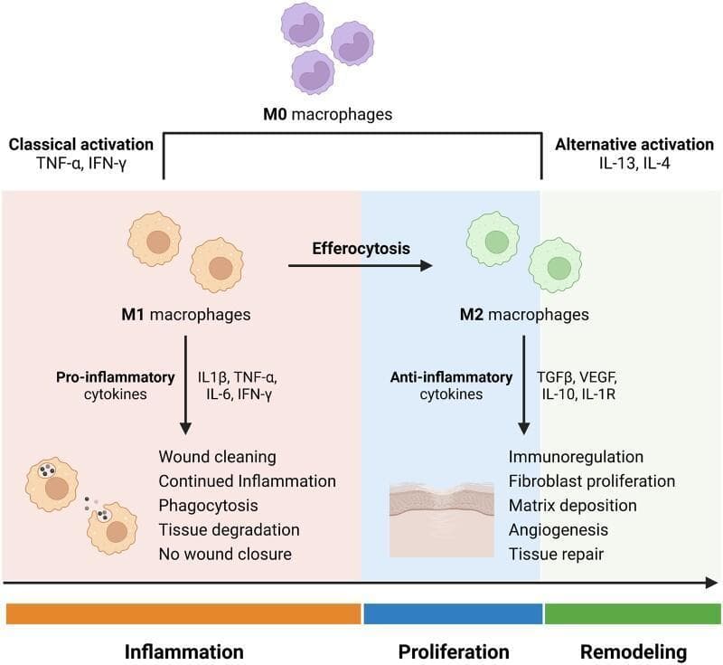 A pathophysiology diagram illustrating macrophage polarization during the stages of wound healing. The process begins with M0 macrophages (undifferentiated) which undergo 'Classical activation' via TNF-α and IFN-γ to become M1 macrophages. This pro-inflammatory phenotype predominates during the 'Inflammation' phase, secreting cytokines (IL-1β, TNF-α, IL-6, IFN-γ) and performing phagocytosis, tissue degradation, and wound cleaning. A transition via efferocytosis leads to 'Alternative activation' stimulated by IL-13 and IL-4, resulting in M2 macrophages. The M2 phenotype characterizes the 'Proliferation' and 'Remodeling' phases, producing anti-inflammatory and growth factors (TGFβ, VEGF, IL-10, IL-1R). These actions promote immunoregulation, fibroblast proliferation, matrix deposition, and angiogenesis, ultimately leading to successful tissue repair. The diagram uses color-coded backgrounds (orange for inflammation, blue for proliferation, green for remodeling) to link cellular phenotypes to clinical wound progression.