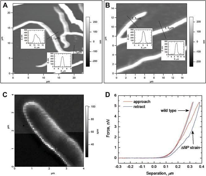 This figure presents Atomic Force Microscopy (AFM) analysis of Streptomyces coelicolor hyphae, comparing mechanical properties between wild-type (M145) and filP deletion (ΔfilP) strains. Panels A and B display AFM topological images of live hyphae. In the ΔfilP strain (A), hyphae show significant structural deformation and height profile irregularities, whereas wild-type hyphae (B) maintain a uniform, symmetrical cylindrical shape. Panel C provides a stiffness map of a wild-type hyphal tip, reconstructed from an 80 x 80 array of force curves, where greyscale pixels indicate compliance (m/N). Panel D contains representative force-separation curves (Force in nN vs. Separation in µm). The wild-type curve shows a steep slope with overlapping approach and retract lines, indicating high stiffness and purely elastic deformation. Conversely, the ΔfilP strain displays a shallower slope (higher compliance) and a distinct hysteresis loop between the load and unload curves, signifying viscoelastic behavior and delayed elastic recovery. This research demonstrates the role of the intermediate filament-like protein FilP in maintaining the structural rigidity and mechanical integrity of bacterial cell walls.