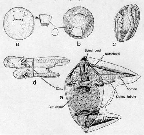 This medical illustration depicts the Spemann-Mangold organizer experiment, a fundamental study in developmental biology and embryology. The series of diagrams (a-e) visualizes the process of neural induction and embryonic axis duplication.