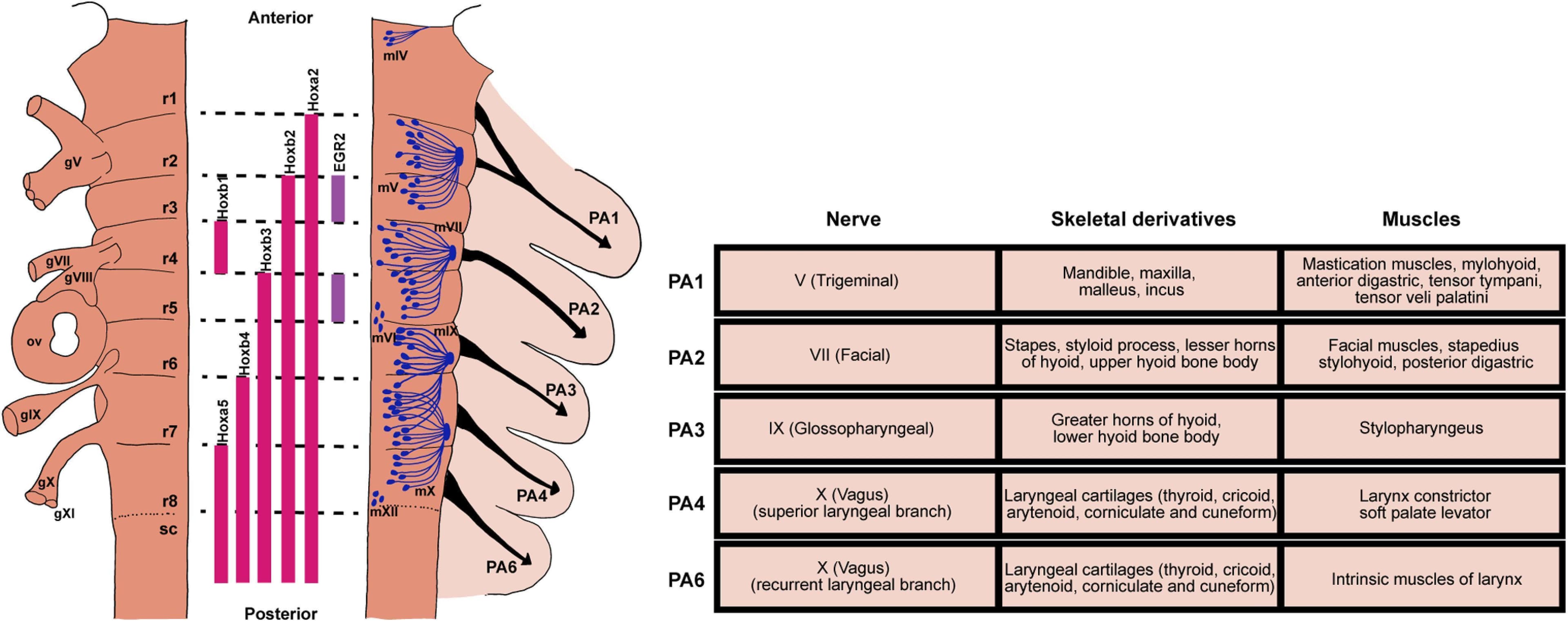 This medical illustration depicts the embryological development of the vertebrate hindbrain and pharyngeal arches (PAs). The left panel presents a schematic of the segmented hindbrain, divided into eight rhombomeres (r1–r8). It highlights the nested expression patterns of Hox genes (Hoxa2, Hoxb2, Hoxb3, Hoxb4, Hoxa5) and transcription factors like EGR2 (Krox-20) that define segmental identity. Laterally, it shows the spatial relationship with cranial sensory ganglia (gV, gVII–gXI) and the otic vesicle (ov). The distribution of motor nuclei (mV, mVII, mIX, mX, mXII) and neural crest cell migration toward specific PAs (PA1, PA2, PA3, PA4, PA6) are also mapped. The right panel features a detailed comparison table summarizing the derivatives of each pharyngeal arch. It lists the associated cranial nerves (Trigeminal V, Facial VII, Glossopharyngeal IX, and Vagus X branches), skeletal derivatives (e.g., mandible, stapes, hyoid, laryngeal cartilages), and specific muscular developments (e.g., muscles of mastication, facial expression, and larynx). This infographic serves as a comprehensive educational guide for understanding cranial nerve innervation and musculoskeletal embryology.