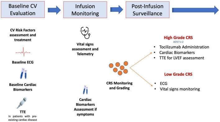 This flowchart delineates a diagnostic and management strategy for cardiovascular (CV) complications in patients undergoing CAR-T cell therapy. The clinical algorithm is organized into three sequential phases: Baseline CV Evaluation, Infusion Monitoring, and Post-Infusion Surveillance. The baseline phase involves CV risk factor assessment, ECG, baseline cardiac biomarkers (e.g., troponin, NT-proBNP), and transthoracic echocardiography (TTE) for patients with pre-existing heart disease. The infusion phase focuses on vital sign assessment, telemetry, monitoring for Cytokine Release Syndrome (CRS), and symptom-driven biomarker assessment. Post-infusion surveillance is risk-stratified based on American Society for Transplantation and Cellular Therapy (ASTCT) CRS grading. High-grade CRS (ASTCT ≥2) triggers tocilizumab administration, repeat cardiac biomarkers, and TTE for Left Ventricular Ejection Fraction (LVEF) assessment. Low-grade CRS requires continued ECG and vital signs monitoring. This infographic serves as a clinical guideline for oncologists and cardiologists to manage cardiotoxicity and systemic inflammatory responses during advanced immunotherapy.