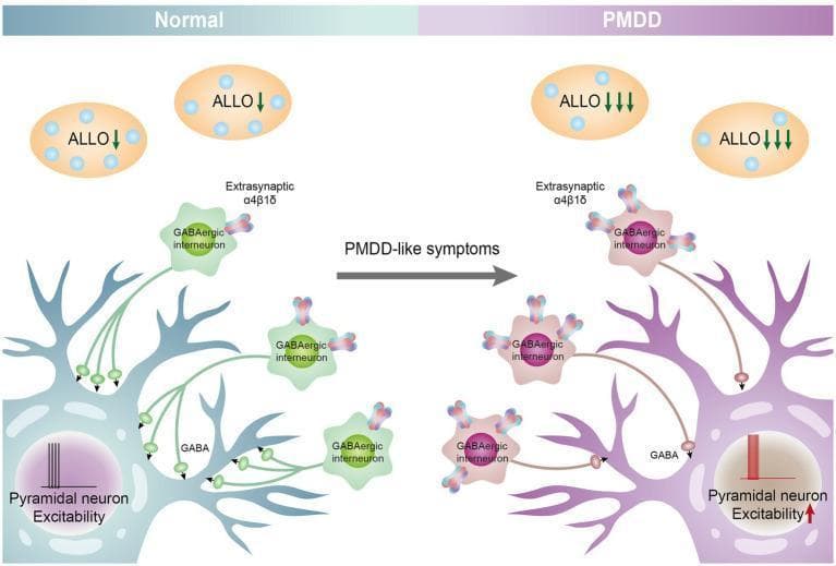 This pathophysiology diagram illustrates the neurobiological mechanism of Premenstrual Dysphoric Disorder (PMDD) focusing on allopregnanolone (ALLO) and GABAA receptor signaling. The diagram is divided into 'Normal' (left) and 'PMDD' (right) physiological states. In the 'Normal' state, higher ALLO levels maintain the function of extrasynaptic alpha-4 beta-delta GABAA receptors on GABAergic interneurons, leading to robust GABA release and effective tonic inhibition of pyramidal neurons, shown with low excitability. In the 'PMDD' state, a rapid decline in ALLO (indicated by multiple downward arrows) is shown alongside altered GABAergic interneurons. This leads to reduced GABA release and a subsequent 'disinhibition' of the postsynaptic pyramidal neuron. The clinical consequence is visualized as increased pyramidal neuron excitability, labeled as 'PMDD-like symptoms.' Key components include labeled GABAergic interneurons, pyramidal neurons with electrophysiological excitability inserts, and extrasynaptic receptor subunits. This content is intended for advanced medical education in psychiatry and neuroendocrinology.
