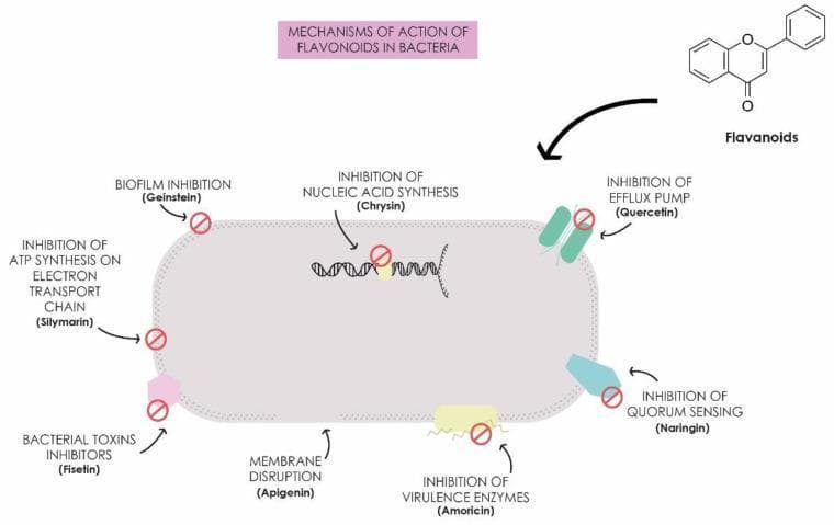 This pathophysiology diagram illustrates the various antibacterial mechanisms of action associated with different flavonoid compounds. The visual features a stylized rod-shaped bacterium with several intracellular and extracellular targets. Key mechanisms depicted include: inhibition of nucleic acid synthesis (attributed to Chrysin), inhibition of ATP synthesis on the electron transport chain (Silymarin), and membrane disruption (Apigenin). Extracellular and cell-surface mechanisms shown include biofilm inhibition (Genistein), inhibition of efflux pumps (Quercetin), inhibition of quorum sensing (Naringin), inhibition of virulence enzymes (Amoricin), and inhibition of bacterial toxins (Fisetin). Each mechanism is marked with a red 'prohibited' sign to signify inhibition or disruption. The diagram also displays the general chemical structure of a flavonoid. This infographic serves as an educational summary of how plant-derived polyphenols interfere with bacterial metabolism, replication, and pathogenicity, highlighting their potential in addressing antimicrobial resistance.