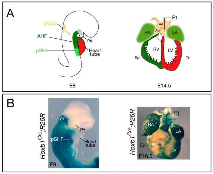 Educational diagram and clinical photographs illustrating murine cardiovascular development and genetic lineage tracing. Panel A provides anatomical diagrams of heart development stages E8 and E14.5. At E8, it identifies the anterior heart field (AHF), posterior second heart field (pSHF), cardiac neural crest cells (cNCC), and the early heart tube. At E14.5, it shows the septated four-chambered heart including the right atrium (RA), left atrium (LA), right ventricle (RV), and left ventricle (LV), alongside the aortic arch (AA) and pulmonary trunk (Pt). Panel B presents clinical photographs of Hoxb1Cre;R26R mouse embryos using X-gal staining for lineage tracing. At E9, staining demonstrates Hoxb1+ cell localization in the pSHF. By E16.5, the ventral view of the heart shows β-galactosidase activity distributed across both atria, the sub-pulmonary myocardium, and the epicardium (Epi). This visual comparison highlights the spatial patterning and subsequent contribution of specific progenitor populations to the mature cardiac architecture, including the trabeculae (Tr) and interventricular structures.