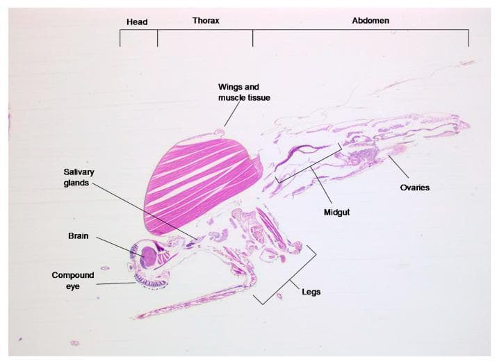 This diagnostic image shows a 3 µm longitudinal-transverse histological section of a Culex pipiens mosquito, a primary vector for Rift Valley fever virus (RVFV). The specimen is stained with haematoxylin and eosin (H&E), illustrating the anatomical organization relevant to arbovirus transmission and pathogenesis. The image is divided into three labeled segments: Head, Thorax, and Abdomen. Key structures identified include: 1) Head: The compound eye and brain (cerebral ganglion), showing dark nuclear staining; 2) Thorax: Dominated by large, eosinophilic bundles of dorsal longitudinal wing muscles and salivary glands, which are critical sites for virus replication and secretion; 3) Abdomen: Visualizes the midgut epithelium—the initial site of viral entry—and the ovaries. The lower portion displays the leg structures. This section serves as an educational reference for identifying mosquito anatomy during vector competence studies to determine tissue-specific viral distribution and dissemination barriers.