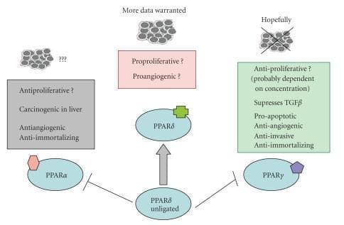This pathophysiology diagram summarizes the influence of Peroxisome Proliferator-Activated Receptor (PPAR) ligands on breast carcinogenesis. The central mechanism illustrates unligated PPAR-delta inhibiting PPAR-alpha and PPAR-gamma while transitioning to an active ligated PPAR-delta state. The diagram compares the cellular effects of three PPAR isoforms. PPAR-alpha (left, gray box) is linked to potential antiproliferative, antiangiogenic, and anti-immortalizing effects, but is noted as carcinogenic in the liver. PPAR-delta (center, pink box) is associated with proproliferative and proangiogenic activities, labeled with the caveat 'More data warranted.' PPAR-gamma (right, green box) demonstrates predominantly antitumorigenic properties, including pro-apoptotic, anti-invasive, and anti-immortalizing effects, as well as TGF-beta suppression; its antiproliferative action is noted as concentration-dependent. The illustration uses schematic cell clusters to represent tumor progression or regression, with a crossed-out cluster over the PPAR-gamma pathway indicating therapeutic potential. This resource is intended for advanced medical education in oncology and molecular pharmacology.