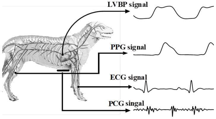 An educational anatomical and physiological diagram illustrating the synchronous collection of multiple cardiovascular biosignals in a canine model. The left side features a lateral-view anatomical illustration of a canine, highlighting the skeletal system, the heart, and major peripheral arteries. Four distinct biosignal waveforms are displayed on the right, with arrows tracing each to its anatomical point of acquisition: 1) LVBP (Left Ventricular Blood Pressure) signal, showing a rhythmic pressure waveform originating from the heart. 2) PPG (Photoplethysmogram) signal, a pulsatile volume waveform traced to the femoral artery. 3) ECG (Electrocardiogram) signal, showing characteristic P-QRS-T complexes with a prominent R-wave, traced to the forelimbs (Lead I configuration). 4) PCG (Phonocardiogram) signal, depicting high-frequency oscillations representing heart sounds, recorded from the cardiac apex. The diagram demonstrates the integration of invasive and non-invasive hemodynamic monitoring, useful for teaching comparative physiology and cardiovascular signal processing.