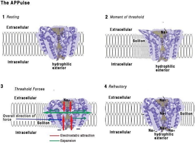 This pathophysiology diagram illustrates the four-stage mechanism of a voltage-gated sodium (Na+) ion channel embedded in a lipid bilayer, focusing on the mechanical and electrostatic changes during depolarization. (1) Resting: The channel's coiled helices are closed, maintaining an electrostatic insulating seal across the 10 nm membrane. (2) Moment of Threshold: An approaching membrane soliton (mechanical wave) exerts pressure, displacing helices and disrupting the electrical insulation. This allows Na+ ions to enter the pore and interact with hydrophilic, negatively charged interior surfaces. (3) Threshold Forces: Inward Na+ influx creates electrostatic attraction (red arrows) toward the intracellular space. Mechanical 'iris-like' opening and contraction occur, causing lateral membrane expansion (green arrows) and a net intracellular force vector (blue arrow). (4) Refractory: Positive charge equalization occurs on the intracellular side, leading to pore closure. The channel remains in a refractory state with localized Na+ accumulation until charges are cleared by diffusion, preventing immediate reactivation.