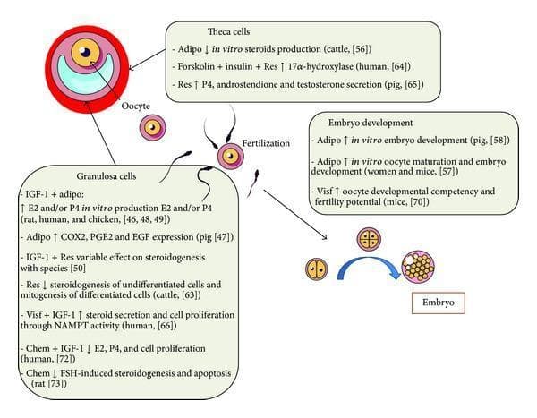 An educational medical diagram illustrating the endocrine effects of adipokines (adiponectin, resistin, visfatin, and chemerin) on ovarian cell function and early embryo development. The central visual components include an oocyte within a follicle, showing specialized interactions with surrounding theca and granulosa cells. Text boxes detail signaling pathways: adiponectin (Adipo) and resistin (Res) influence steroidogenesis (E2, P4) and enzyme activity (17α-hydroxylase) in theca and granulosa cells across multiple species, including humans. A dynamic sequence depicts fertilization by sperm, followed by early cleavage stages (2-cell and 4-cell stages) leading to a multicellular embryo. The 'Embryo Development' section notes that Adipo and visfatin (Visf) enhance in vitro oocyte maturation and developmental competency. This pathophysiology diagram highlights the integration of metabolic signals (adipokines) with reproductive physiology, specifically targeting hormone secretion, cell proliferation (via IGF-1 interactions), and early embryogenesis.