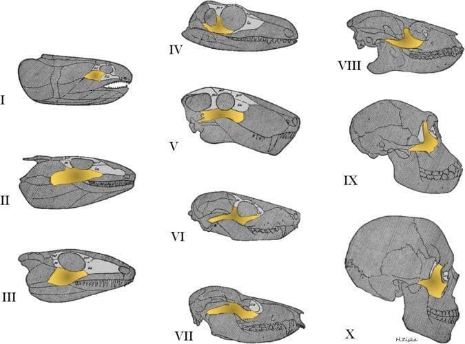 This comparative anatomical diagram illustrates the evolution of the circumorbital bones and skull morphology across ten stages, from lobe-finned fish (I) to modern humans (X). The zygoma (jugal bone) is highlighted in yellow, while the orbital series is depicted in light gray. The series tracks morphological changes through various evolutionary milestones, including primitive amphibians (II), reptiles (III-VI), marsupials (VII), primitive primates (VIII), and anthropoids (IX). Key visual trends include the transition of the zygomatic bone from an elongated, posterior position in fish and early tetrapods to a more robust, compact, and anterior orientation in primates and humans. Concurrently, the skull demonstrates a progression from a flattened, elongated dermatocranium to an expanded, rounded cranial vault with reduced facial prognathism. The diagram highlights the spatial relationship between the zygoma and the orbit, showing how these structures become more integrated and vertically oriented in the facial skeleton over time. This resource serves to teach evolutionary osteology, comparative craniofacial anatomy, and the development of the human skull.