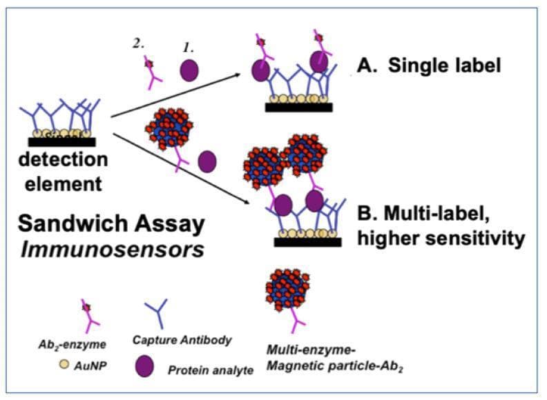 This pathophysiology diagram illustrates the principles of ELISA-like sandwich immunosensors for protein detection. The schematic compares two diagnostic methods: (A) Single label and (B) Multi-label, higher sensitivity. Both assays utilize a solid-phase 'detection element' (black base) containing gold nanoparticles (AuNP) and immobilized Y-shaped 'Capture Antibodies' (blue). In method A, a single target 'Protein analyte' (purple circle) is sandwiched between the capture antibody and a 'Detection Antibody' (Ab2) conjugated to a single enzyme label. In method B, the detection antibody is part of a 'Multi-enzyme-magnetic particle' complex, featuring a large spherical carrier coated with numerous enzymatic labels (red dots). This configuration facilitates signal amplification for increased sensitivity. The diagram highlights key biochemical components including antibody-antigen binding dynamics and labeling strategies for optical or electrochemical clinical assays used in biomarker detection, such as cancer diagnostics. Labels identify key elements: Ab2-enzyme, AuNP, Capture Antibody, Protein analyte, and Multi-enzyme-Magnetic particle-Ab2.