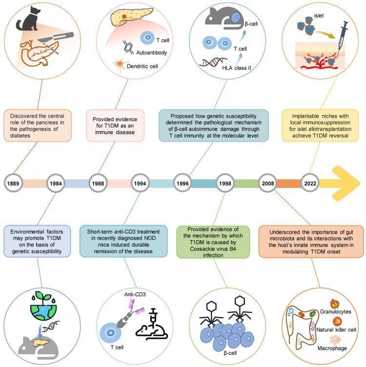 An educational infographic timeline illustrating a century of scientific milestones in Type 1 Diabetes Mellitus (T1DM) research, focusing on pathogenesis and therapeutic interventions. The diagram transitions from the discovery of the pancreas's role in 1889 (depicted by a surgical pancreatectomy icon) to modern strategies like implantable niches in 2022. Key educational concepts include the autoimmune nature of T1DM, represented by circular insets showing T-cell, autoantibody (Y-shaped), and dendritic cell interactions with pancreatic beta-cells. Genetic and molecular mechanisms are highlighted through illustrations of HLA Class II molecules and DNA helices. Clinical advancements featured include environmental triggers (virus-induced autoimmunity via Coxsackie virus B4), immunological therapies (anti-CD3 antibodies in NOD mouse models), and the role of gut microbiota (depicting granulocytes and natural killer cells in the intestine). The visual serves as an overview of how animal models and genetic engineering have elucidated beta-cell destruction and informed transplantation techniques using syringe-mediated islet delivery into engineered microenvironments.