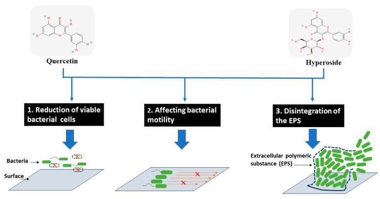 This medical pathophysiology diagram illustrates the antimicrobial and antibiofilm modes of action for two polyphenolic compounds, Quercetin and Hyperoside, against bacterial cells. The diagram is organized into three primary mechanisms of action: 1. Reduction of viable bacterial cells, depicted by rod-shaped bacteria on a surface with several cells marked by red 'X's indicating cell death or non-viability. 2. Affecting bacterial motility, shown by bacterial cells with flagella whose movement paths are interrupted by red 'X's, representing the inhibition of swimming or swarming movements. 3. Disintegration of the Extracellular Polymeric Substance (EPS), visualized by a disrupted dashed boundary around a bacterial cluster, signifying the breakdown of the protective biofilm matrix. The top of the diagram displays the chemical structures of Quercetin (a flavonoid) and Hyperoside (quercetin-3-O-galactoside). This visual summarizes how these flavonoids interfere with bacterial colonization, surface attachment, and the structural integrity of biofilms, which is clinically relevant for developing strategies to overcome antibiotic resistance and foodborne pathogens.