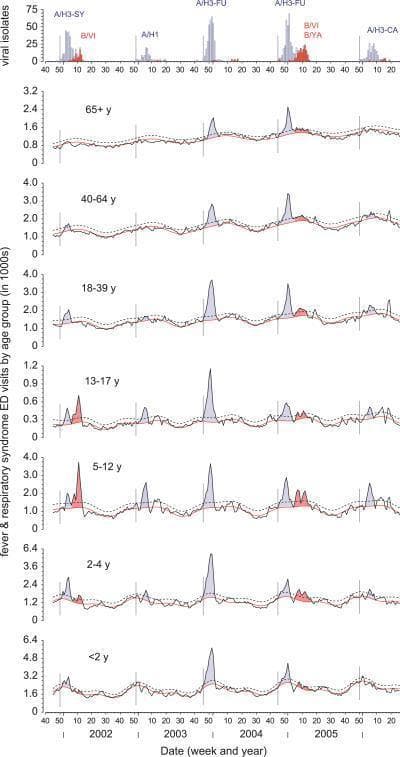 This medical surveillance infographic presents a series of vertically stacked line graphs analyzing weekly fever and respiratory syndrome emergency department (ED) visits in New York City from 2001 to 2006. The top panel displays viral isolate counts for influenza A (blue) and B (red), identifying specific strains like A/H3-SY, A/H1, and A/H3-FU. Below this, seven graphs represent age-stratified data: ≥65y, 40-64y, 18-39y, 13-17y, 5-12y, 2-4y, and <2y. Each age-specific graph plots observed ED visits (black line) against a red Serfling baseline representing seasonally expected visits. Dashed lines indicate model estimates plus two standard deviations. Shaded blue and red areas denote influenza-attributable excess ED visits for types A and B, respectively. The data illustrates epidemiological trends, such as the high pediatric burden during the 2003-2004 influenza A/H3N2 (Fujian) season and the age-specific impact of the influenza B/Victoria-lineage on children. This chart serves as a public health tool for understanding age-related morbidity patterns and the temporal relationship between viral circulation and healthcare utilization.