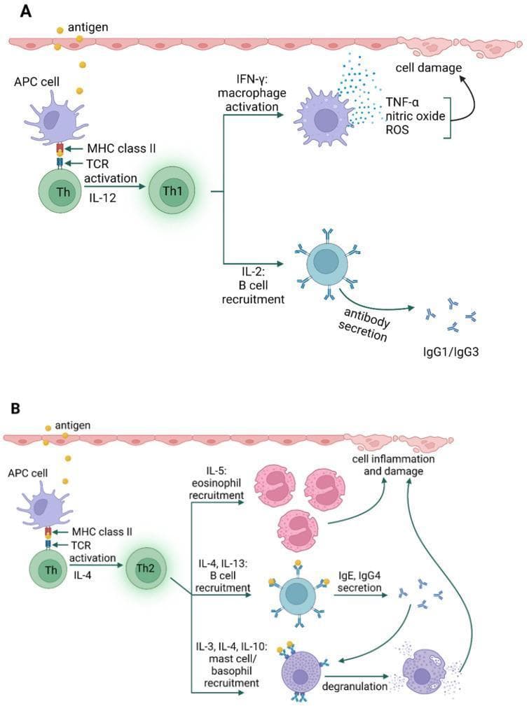A pathophysiology diagram illustrating the cellular mechanisms and signaling pathways of Type IVa and Type IVb hypersensitivity reactions. Panel A (Type IVa) shows an antigen-presenting cell (APC) interacting with a T helper cell (Th) via MHC class II and TCR. IL-12 signaling leads to Th1 differentiation. Th1 cells release IFN-gamma to activate macrophages, which secrete TNF-alpha, nitric oxide, and reactive oxygen species (ROS) resulting in cell damage. Th1 cells also release IL-2 for B cell recruitment and IgG1/IgG3 antibody secretion. Panel B (Type IVb) depicts Th2 differentiation mediated by IL-4. Th2 cells release IL-5 for eosinophil recruitment, contributing to inflammation and damage. They also produce IL-4 and IL-13 for B cell recruitment leading to IgE and IgG4 secretion, as well as IL-3, IL-4, and IL-10 for mast cell and basophil recruitment and degranulation. The diagram utilizes standard immunological symbols to demonstrate delayed-type hypersensitivity pathways relevant to conditions like contact dermatitis and allergic drug reactions.