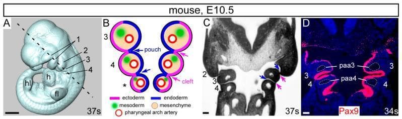 This composite educational image illustrates the developmental anatomy of the pharyngeal arches in a mouse embryo at embryonic day 10.5 (E10.5). (A) A 3D whole-mount embryo reconstruction showing anatomical landmarks including the forelimb bud (fl), hindlimb bud (hl), heart (h), and the sequential pharyngeal arches (1-4). (B) A schematic diagram of a coronal section detailing the embryological layers: outer ectoderm (pink), internal endoderm (blue) forming pouches, and a mesenchymal core containing mesoderm (green) and pharyngeal arch arteries (red circles). (C) A corresponding histological coronal section showing the physical arrangement of arches 2, 3, and 4. (D) An immunofluorescence-stained coronal section showing Pax9 expression (red signal) localized within the pharyngeal endoderm. The image highlights the specific positioning of the 3rd and 4th pharyngeal arch arteries (paa3, paa4) within their respective arches. This material demonstrates key concepts in embryology, specifically the rostral-caudal development of the pharyngeal apparatus and the molecular markers of the pharyngeal endoderm essential for cardiovascular and craniofacial morphogenesis.