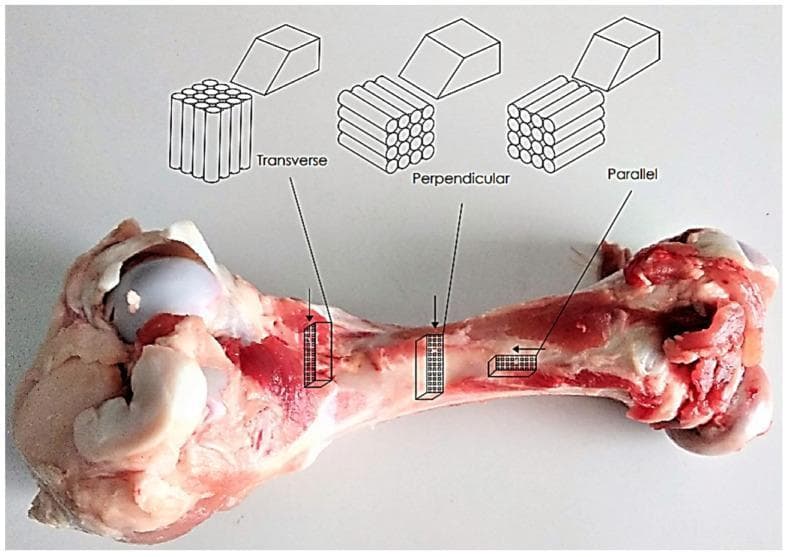 This composite educational material includes a clinical photograph of a long bone (femur) specimen integrated with three anatomical diagrams illustrating osteon orientation for biomechanical testing. The clinical photograph shows a gross specimen of cortical bone with three specific sampling sites indicated on the diaphysis. These sites correspond to three distinct cutting planes: Transverse, Perpendicular, and Parallel. Above the photograph, schematic diagrams represent the internal microstructure of cortical bone tissue, characterized by cylindrical osteons (Haversian systems). In the 'Transverse' orientation, the cutting plane is perpendicular to the longitudinal axis of the osteons, revealing circular cross-sections. In the 'Perpendicular' orientation, the osteons are shown at an angle relative to the cutting tool. In the 'Parallel' orientation, the cut is made along the longitudinal axis, exposing the elongated, cylindrical length of the osteons. This visual illustrates the anisotropic nature of bone tissue, highlighting how mechanical properties and surface topography differ based on the orientation of its primary structural units relative to external forces or processing tools.
