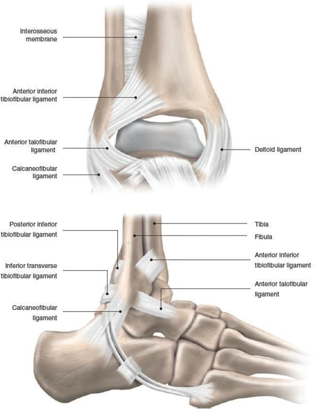 This medical illustration presents two views of the human ankle joint: an anterior-posterior (top) and a lateral (bottom) view, detailing the primary ligamentous structures and bony anatomy. Key anatomical structures include the distal tibia and fibula, talus, and calcaneus. The syndesmotic complex is represented by the interosseous membrane, anterior inferior tibiofibular ligament (AITFL), and posterior inferior tibiofibular ligament (PITFL). The lateral collateral ligament complex is clearly labeled, showcasing the orientation of the anterior talofibular ligament (ATFL) and the calcaneofibular ligament (CFL). The lateral view provides a detailed perspective on the diagonal course of the CFL from the fibular tip to the calcaneus, as well as the inferior transverse tibiofibular ligament. Medially, the deltoid ligament is visible in the anterior view. This educational diagram is designed for orthopedic and radiological study, illustrating the stabilization mechanisms of the ankle joint and the specific spatial relationships between ligaments and tarsal bones involved in inversion and eversion injuries.