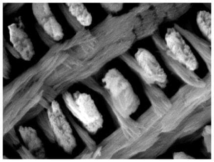 This diagnostic image is a high-magnification scanning electron micrograph (SEM) showing the microarchitecture of dental enamel. The content type is a Diagnostic Image focused on Histology and Odontology. The image depicts a complex, highly organized structural arrangement of biological apatite. Bright, distinct, and somewhat granular columnar structures, representing hydroxyapatite prisms, are seen arranged in semi-parallel arrays. These are interwoven with a finer, darker filamentous network that appears more fibrous and wispy. This network corresponds to the proteinaceous matrix, primarily involving amelogenin and polyproline-repeat elements, which guides the alignment and growth of the mineral crystals during amelogenesis. The visual highlights the relationship between the solid mineral components and the organic scaffolding that dictates the durability and functional properties of mammalian tooth enamel. Key educational concepts include the structural organization of hydroxyapatite, the role of ameloblasts in enamel formation, and the transition from protein-guided nanospheres to mature crystalline prisms.