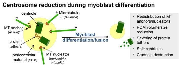 This medical illustration depicts the process of centrosome reduction during human myoblast differentiation and fusion. The diagram is divided into two states: pre-differentiation and post-differentiation.
On the left, a mature centrosome in a myoblast is shown. It consists of a pair of cylindrical centrioles connected by protein tethers and embedded within a large, yellow sphere of pericentriolar material (PCM). Microtubules (α/β-tubulin) are shown radiating outward with defined polarity (+/-), anchored by ninein and nucleated by complexes containing pericentrin and γ-tubulin within the PCM.
A central arrow labeled 'Myoblast differentiation/fusion' leads to the right side, which illustrates the structural disassembly of the centrosome. Key changes noted include: a significant reduction in PCM volume and size, the redistribution of microtubule (MT) anchors and nucleators to other cellular compartments, and the severing of protein tethers. This results in split centrioles and the eventual destruction of the centriole barrels, facilitating a transition to non-centrosomal microtubule organization in mature myotubes.