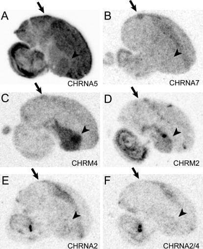 This composite diagnostic image consists of six phosphorimage autoradiograms (A–F) displaying mRNA expression patterns of nicotinic and muscarinic acetylcholine receptor subunits in avian brain sections. Panels A, B, E, and F illustrate nicotinic subunits (CHRNA5, CHRNA7, CHRNA2, and CHRNA2/4 respectively), while panels C and D show muscarinic subunits (CHRM4 and CHRM2). Each panel demonstrates differential signal intensities in grayscale, where darker regions indicate higher gene expression. Black arrows across all panels point to the nucleus HVC (High Vocal Center) in the caudo-dorsal nidopallium, showing notable enrichment for CHRNA5 and CHRM4. Black arrowheads identify the location of Area X in the striatum, which shows particularly intense signal for CHRM4 (panel C) and CHRM2 (panel D). The autoradiograms provide a comparative visualization of neurochemical specializations within the song system, highlighting how specific receptor subunits are localized to different functional nuclei involved in vocal learning and motor control. Scale bar: 1 mm.