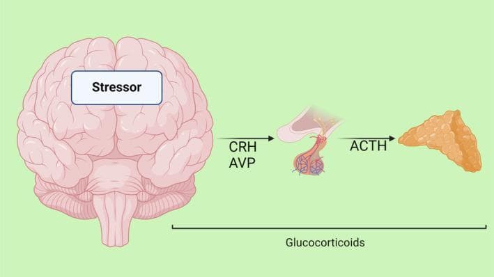 This pathophysiology diagram illustrates the hypothalamic-pituitary-adrenal (HPA) axis, the primary neuroendocrine system responsible for the human stress response. The process begins on the left with a stylized anatomical brain labeled with a 'Stressor'. An arrow indicates the transport of Corticotropin-Releasing Hormone (CRH) and Arginine Vasopressin (AVP) from the hypothalamus toward the pituitary gland. The pituitary is shown in cross-section, highlighting its anterior and posterior lobes with internal vascular structures. A subsequent arrow shows Adrenocorticotropic Hormone (ACTH) signaling from the pituitary to a tan, granular, bumpy representation of the adrenal gland on the right. Below the primary pathway, a long bracket labeled 'Glucocorticoids' spans from the adrenal gland back toward the central nervous system, representing the systemic release of cortisol and the negative feedback mechanism essential for homeostasis. This visual summarizes the endocrine cascade required to mobilize metabolic energy and coordinate physiological adaptations to acute or chronic stress.