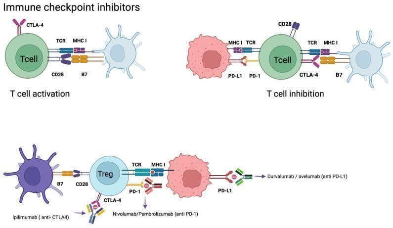 This medical illustration details the mechanism of action of immune checkpoint inhibitors in oncology. The diagram is divided into three functional scenarios: 'T cell activation', 'T cell inhibition', and the application of monoclonal antibodies. In the activation phase, T cells are stimulated via T-cell receptor (TCR) binding to MHC I and co-stimulation of CD28 by B7 on antigen-presenting cells (APCs). The inhibition phase demonstrates how tumor cells evade the immune response: PD-L1 on the tumor cell binds to PD-1 on the T cell, while CTLA-4 competitively binds to B7 with higher affinity than CD28, inducing anergy. The bottom section illustrates therapeutic intervention using checkpoint inhibitors. Monoclonal antibodies target specific pathways: Ipilimumab (anti-CTLA-4) prevents CTLA-4 from binding to B7; Nivolumab and Pembrolizumab (anti-PD-1) block the PD-1 receptor on T cells/T-regs; and Durvalumab and Avelumab (anti-PD-L1) bind to ligands on tumor cells. These interventions disrupt inhibitory signals, restoring the cytotoxic activity of the immune system against the tumor.
