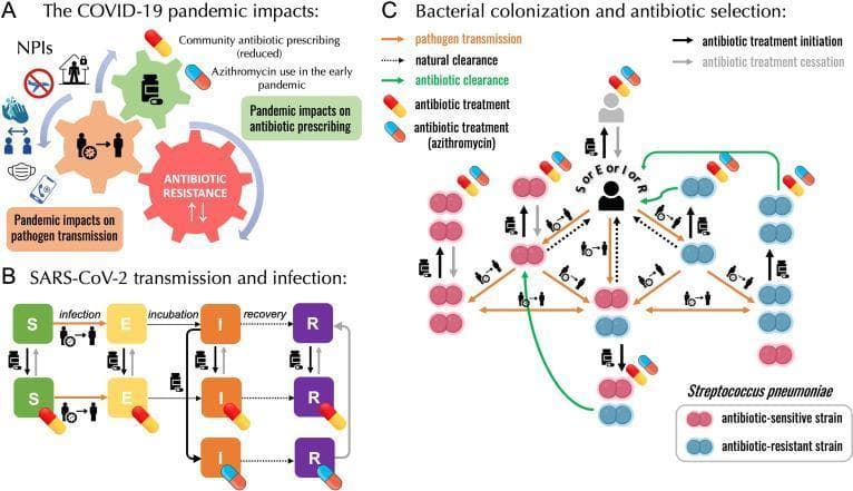 This medical infographic illustrates a mathematical modeling framework examining the impacts of the COVID-19 pandemic on the transmission and antibiotic resistance of Streptococcus pneumoniae. The diagram is divided into three sections: (A) Pandemic impacts on transmission and prescribing, showing how Non-Pharmaceutical Interventions (NPIs) like masking and social distancing influence pathogen transmission and healthcare-seeking behavior, impacting 'Community antibiotic prescribing' and 'ANTIBIOTIC RESISTANCE' through an interlocking gear visual. (B) A compartmental SEIR (Susceptible-Exposed-Infected-Recovered) model for SARS-CoV-2 transmission, incorporating antibiotic treatment pathways for general community prescribing and specific azithromycin use. (C) A detailed bacterial colonization and selection diagram. It uses diplococci icons to differentiate between antibiotic-sensitive (pink) and antibiotic-resistant (blue) S. pneumoniae strains. The flow uses color-coded arrows to represent pathogen transmission (orange dashed), natural clearance (black dashed), and antibiotic clearance (solid green). Clinical dynamics such as antibiotic treatment initiation (black solid arrows) and cessation (gray solid arrows) are mapped against human host icons to illustrate bystander selection and the competitive coexistence of bacterial strains during drug exposure.