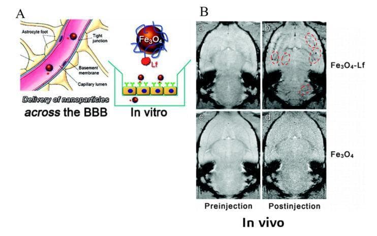 Educational composite figure demonstrating targeted drug delivery across the blood-brain barrier (BBB). Part A consists of a pathophysiology diagram and an in vitro model illustration. The diagram depicts the BBB structure, including astrocyte feet, tight junctions, the basement membrane, and the capillary lumen. Adjacent is a schematic of lactoferrin (Lf)-functionalized Fe3O4 magnetic nanoparticles interacting with receptors for transcytosis. Part B displays in vivo diagnostic imaging using axial T2* Magnetic Resonance Imaging (MRI) of rat brains. The images compare contrast enhancement between Fe3O4-Lf and non-functionalized Fe3O4 groups at pre-injection and 15-minute post-injection intervals. In the Fe3O4-Lf post-injection scan (image b), several brain blood vessels are highlighted with red dashed circles, showing significant signal darkening (hypointensity) due to the T2* shortening effect of the accumulated iron oxide nanoparticles. In contrast, the post-injection image for the bare Fe3O4 group (image d) lacks specific vascular enhancement, illustrating the efficacy of Lf-tagging for receptor-mediated transport across the BBB into the central nervous system.