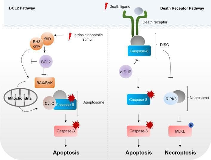 This pathophysiology diagram illustrates the signaling pathways of programmed cell death, specifically comparing BCL2-regulated apoptosis, death receptor-mediated apoptosis, and necroptosis. The left panel shows the intrinsic BCL2 pathway where intrinsic apoptotic stimuli activate BH3-only proteins and tBID, which inhibit BCL2. This relieves the inhibition on BAX/BAK, leading to mitochondrial outer membrane permeabilization, release of Cytochrome C (Cyt C), and formation of the apoptosome with Caspase-9, ultimately activating Caspase-3 to induce apoptosis. The right panel depicts the extrinsic Death Receptor Pathway. Binding of a death ligand to its receptor forms the Death-Inducing Signaling Complex (DISC), activating Caspase-8. This pathway bifurcates based on Caspase-8 activity: full activation leads to Caspase-3 cleavage and apoptosis, while c-FLIP inhibition of Caspase-8 can modulate the response. If Caspase-8 is lost or inhibited, the necrosome (comprising RIPK3) forms, leading to MLKL phosphorylation and execution of necroptosis. The schematic highlights key molecular targets for understanding cell death regulation in human biology and vascular diseases.
