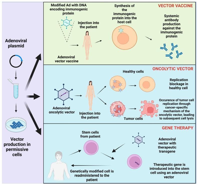 A medical infographic illustrating three clinical applications of adenoviral (Ad) vectors: vaccine development, oncolytic therapy, and gene therapy. The diagram starts on the left with the upstream process of 'Vector production in permissive cells' using an 'Adenoviral plasmid'. The top panel, 'VECTOR VACCINE', shows a modified Ad carrying DNA for an immunogenic protein being injected into a patient, leading to intracellular synthesis of the protein and subsequent systemic antibody production. The middle panel, 'ONCOLYTIC VECTOR', demonstrates a targeted approach: in healthy cells, viral replication is blocked, while in tumor cells, the vector triggers cancer-specific replication leading to cell lysis. The bottom panel, 'GENE THERAPY', illustrates an ex vivo process where stem cells are harvested from a patient, modified with a therapeutic transgene using an adenoviral vector, and then readministered. The diagram uses standard symbols for DNA plasmids, viral capsids, and cellular structures to explain molecular biotechnology and immunotherapy concepts.