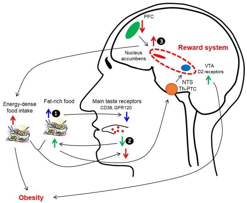 This medical schematic diagram illustrates the complex neurobiological pathophysiology and feedback loops linking fat taste perception, the brain's reward system, and obesity. The illustration highlights three central hypotheses or mechanisms. First (1), high intake of fat-rich foods leads to the downregulation of lingual taste receptors CD36 and GPR120 via negative feedback. Second (2), decreased fat taste sensitivity leads to increased consumption of high-fat foods to achieve hedonic satisfaction. Third (3), overactivation of the brain's reward system—comprising the Nucleus Accumbens and the Ventral Tegmental Area (VTA) with D2 receptors—stimulates energy-dense food intake while inhibiting the Prefrontal Cortex (PFC) and further decreasing fat taste sensitivity. The diagram also maps the ascending gustatory pathway from the tongue through the Nucleus Tractus Solitarius (NTS) to the ventroposteromedial nucleus of the Thalamus (Th) and Primary Taste Cortex (PTC). Arrows indicate directed influence, showing how these interlocking systems promote the development of obesity through a self-reinforcing cycle of dysregulated eating behavior and neural reward signaling.