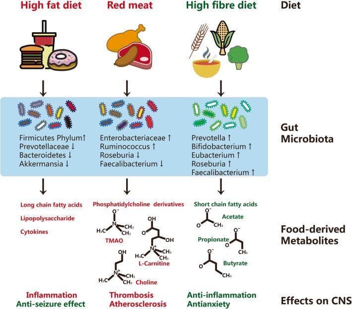 This pathophysiology diagram illustrates the bidirectional relationship between dietary patterns, gut microbiota composition, food-derived metabolites, and their subsequent effects on the Central Nervous System (CNS). The infographic is organized into three vertical columns based on diet type: High-fat diet, Red meat, and High-fibre diet.
1. High-fat diet: Associated with an increase in Firmicutes and decreases in Prevotellaceae, Bacteroidetes, and Akkermansia. This pathway leads to metabolites like long-chain fatty acids, lipopolysaccharide (LPS), and cytokines, resulting in pro-inflammatory effects and anti-seizure modulation.
2. Red meat: Linked to increased Enterobacteriaceae and Ruminococcus, and decreased Roseburia and Faecalibacterium. It focuses on phosphatidylcholine derivatives (TMAO, L-Carnitine, Choline), which are associated with thrombosis and atherosclerosis.
3. High-fibre diet: Shows a broad increase in beneficial taxa including Prevotella, Bifidobacterium, Eubacterium, Roseburia, and Faecalibacterium. This promotes the production of short-chain fatty acids (SCFAs) like acetate, propionate, and butyrate, leading to anti-inflammatory and anti-anxiety effects on the CNS.
The diagram utilizes chemical structures for metabolites and color-coded text (red for potentially pathogenic effects, green for beneficial ones) to categorize clinical outcomes.