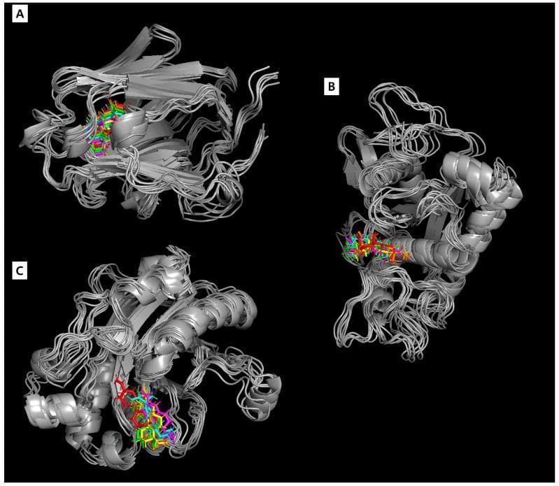 This diagnostic diagram illustrates the results of a 100-nanosecond (ns) molecular dynamics (MD) simulation, showcasing the structural stability and temporal interaction between the compound acanthoic acid and three key human proteins: sex hormone-binding globulin (SHBG, Panel A), ADAM metallopeptidase domain 17 (ADAM17, Panel B), and Deoxyribonuclease I (DNase I, Panel C). The proteins are rendered as grey ribbon and tube models, representing their three-dimensional folds and binding pockets. Superimposed within these pockets are multicolored representations of acanthoic acid, highlighting its spatial trajectory at discrete time intervals: 0 ns (red), 20 ns (green), 40 ns (yellow), 60 ns (magenta), 80 ns (cyan), and 100 ns (orange). The tight clustering of these colored ligand orientations demonstrates a stable binding mode and consistent molecular positioning throughout the simulation. This visualization serves as a computational model in pharmaceutical research related to male fertility, specifically analyzing the potential for acanthoic acid to modulate these proteins' biological functions.