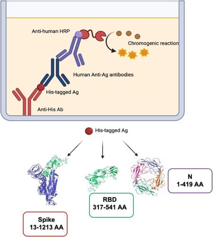This medical schematic diagram illustrates the mechanism of an indirect ELISA serological assay for SARS-CoV-2 antibody detection. The upper panel depicts a multi-step binding sequence: an immobilized 'Anti-His Ab' captures a 'His-tagged Ag' (antigen), which is then recognized by 'Human Anti-Ag antibodies' from a patient sample. A secondary 'Anti-human HRP' (horseradish peroxidase) conjugate binds the human antibody, catalyzing a 'chromogenic reaction' represented by orange stars, signifying a positive result. The lower panel displays the three primary structural proteins used as antigens in these assays: the full Spike protein (amino acids 13-1213), the Receptor Binding Domain (RBD, amino acids 317-541), and the Nucleocapsid (N) protein (amino acids 1-419). Molecular ribbon models accompany each label to show their complex secondary and tertiary structures. This visual summarizes the principles of diagnostic immunology, emphasizing the specificity of antibody-antigen interactions and the use of recombinant viral proteins to evaluate seroprevalence and immune response in infectious diseases.