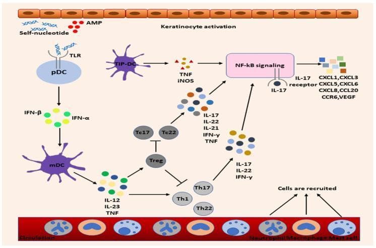 This pathophysiology diagram illustrates the complex immune signaling pathways in psoriasis. The process begins with keratinocyte activation and the release of antimicrobial peptides (AMPs) and self-nucleotides, which trigger plasmacytoid dendritic cells (pDC) via Toll-like receptors (TLR). These pDCs secrete IFN-α/β, activating myeloid dendritic cells (mDC). Activated mDCs release pro-inflammatory cytokines, including IL-12, IL-23, and TNF, which drive the differentiation of T helper cells (Th1, Th17, Th22) and cytotoxic T cells (Tc17, Tc22). These T cells produce IL-17, IL-22, and IFN-γ, which activate NF-κB signaling pathways. NF-κB activation further induces keratinocytes to release a broad spectrum of chemokines (CXCL1, CXCL3, CXCL5, CXCL6, CXCL8, CCL20, CCR6) and VEGF. This molecular cascade leads to the recruitment of neutrophils, macrophages, and mast cells from systemic circulation into the skin. Regulatory T cells (Treg) are shown providing inhibitory feedback on the T cell populations. The diagram serves as an educational summary of the cytokine-driven feed-forward loop that sustains chronic skin inflammation.