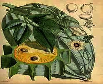 An anatomical botanical diagram of Telfairia occidentalis (fluted pumpkin), a medicinal plant relevant in hematological research for its potential effects on phenylhydrazine-induced anemia. The illustration features a cross-sectional view of the large, green, ridged fruit pod, highlighting the internal yellow fleshy mesocarp. Dark, oval-shaped seeds are shown embedded within the pulpy mesocarp. Adjacent to the fruit, the diagram depicts the plant's vegetative and reproductive structures, including broad green trifoliate leaves with visible venation and light-colored flowers with central dark pigmentation. Inset illustrations at the top right provide detailed morphological views of isolated seeds in whole and cross-section, demonstrating internal seed layers. This botanical specimen illustration serves to identify the plant parts used in pharmacological extract preparation for biomedical studies concerning red blood cell indices and liver enzyme regulation.