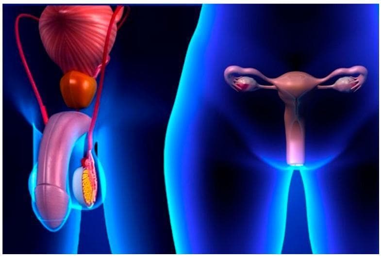 A 3D anatomical diagram illustrating the male and female reproductive systems side-by-side within stylized blue human silhouettes. On the left, the male anatomy includes the penis, a testis shown in cross-section within the scrotum, the epididymis, the vas deferens, the prostate gland, and the urinary bladder superiorly. On the right, the female anatomy depicts the uterus centrally, with the fallopian tubes extending laterally to the ovaries, and the vaginal canal positioned inferiorly. The visual highlights the pelvic location and relative spatial arrangement of primary and secondary sex organs. The image serves as an educational infographic for sexual health and reproductive anatomy, specifically in the context of public health strategies like the SAFE-S (Sexual behavior, Antibiotics, Facial cleanliness, Environmental improvement) strategy for controlling Chlamydia trachomatis and other sexually transmitted infections. The medical specialty is Urology and Gynecology, aimed at a general educational level.