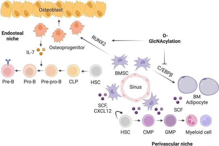 A medical pathophysiology diagram illustrating the 'Working model of O-GlcNAc signaling in bone-BM development.' The visual compares two distinct bone marrow (BM) microenvironments: the endosteal niche and the perivascular niche. In the endosteal niche, O-GlcNAcylation promotes RUNX2 activity, facilitating the differentiation of osteoprogenitors into osteoblasts. These osteoprogenitors release IL-7, which drives B-cell lymphopoiesis from Hematopoietic Stem Cells (HSC) through CLP, Pre-pro-B, Pro-B, and Pre-B stages. In the perivascular niche, Bone Marrow Stem Cells (BMSCs) surround a sinus. O-GlcNAcylation acts to inhibit C/EBPβ; when this inhibition is absent, BMSCs differentiate into BM Adipocytes. These adipocytes and perivascular BMSCs produce SCF and CXCL12, signaling molecules that promote myeloid lineage differentiation from HSCs through CMP and GMP to mature Myeloid cells. The diagram highlights the reciprocal regulation of RUNX2 (osteogenic/lymphopoietic) and C/EBPβ (adipogenic/myelopoietic) pathways by protein O-GlcNAcylation, essential for balancing skeletal and hematopoietic system development.