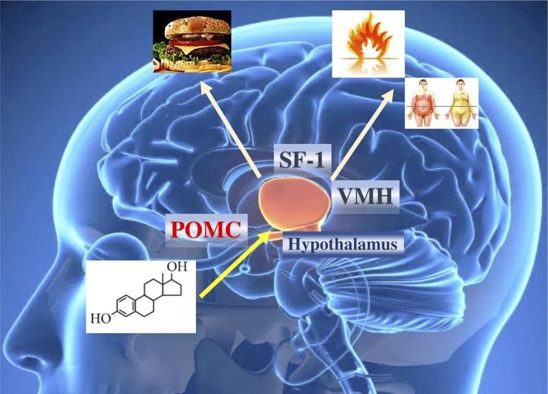 A medical illustration depicting the pathophysiology of metabolic regulation in the human brain, specifically focusing on the hypothalamus. The diagram features a translucent lateral view of the brain with the hypothalamus highlighted in orange. Key neuronal populations and regions are labeled, including POMC (pro-opiomelanocortin) and the VMH (ventromedial hypothalamus) containing SF-1 (steroidogenic factor 1) neurons. Symbolic overlays illustrate the functional outcomes of hypothalamic signaling: a hamburger icon represents food intake regulation via POMC neurons, while flame and body transformation icons signify energy expenditure and body composition changes mediated by SF-1 and VMH pathways. An estrogen (estradiol) chemical structure is shown with an arrow pointing toward the hypothalamus, indicating the hormonal influence of estrogens on these metabolic centers. This infographic demonstrates the role of estrogen receptors in central obesity control and caloric balance, serving as an educational resource for endocrinology and neurobiology.