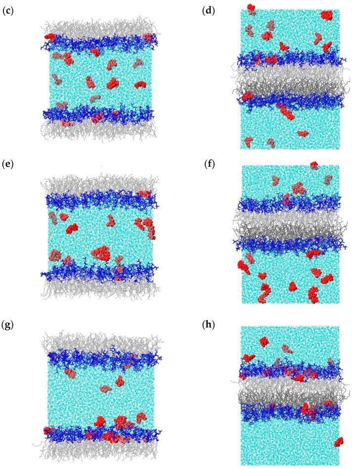 Molecular dynamics simulation snapshots depicting the interactions between various Nucleoside Reverse Transcriptase Inhibitor (NRTI) drug molecules and model phospholipid membranes. The figure is organized into two columns: the left column (panels c, e, g) represents a POPC lipid monolayer system, while the right column (panels d, f, h) represents a POPC lipid bilayer system. The color coding identifies the components: red spheres represent drug molecules (stavudine/d4T in row 2, didanosine/ddI in row 3, and apricitabine/ATC in row 4), blue signifies POPC lipid headgroups, gray denotes hydrophobic tails, and cyan represents the aqueous (water) phase. In the monolayer systems, the drug molecules are seen dispersed in the water phase and accumulating at the lipid-water interface. In the bilayer systems, drug molecules are distributed within the central aqueous compartment and interacting with the polar headgroups. Apricitabine (panels g and h) demonstrates the highest degree of membrane association and penetration into the hydrophilic headgroup region compared to stavudine and didanosine, illustrating differences in drug-membrane affinity.
