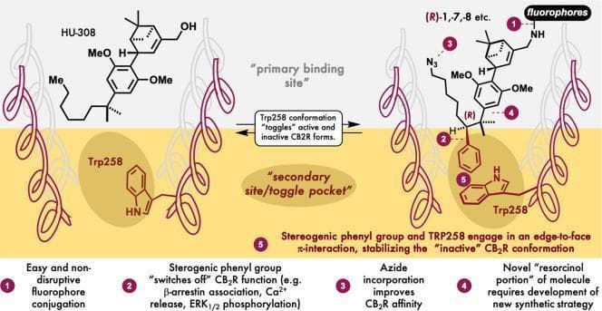 A molecular pharmacology diagram illustrating the conformational switch of the Cannabinoid Receptor 2 (CB2R) between active (left) and inactive (right) states. The visual depicts a G protein-coupled receptor (GPCR) model featuring alpha-helical transmembrane domains. The central mechanism shown is the 'toggle switch' involving the Trp258 residue within a 'secondary site/toggle pocket'. On the left, the agonist HU-308 binds to the primary site, leaving Trp258 in an upright active conformation. On the right, a modified ligand stabilizes the inactive state through a stereogenic phenyl group that engages in an edge-to-face pi-interaction with Trp258, effectively 'switching off' receptor signaling. Key molecular modifications to the ligand for therapeutic development are highlighted: 1) fluorophore conjugation for imaging, 2) stereogenic phenyl group for functional inactivation (e.g., inhibiting beta-arrestin association and ERK1/2 phosphorylation), 3) azide incorporation for improved affinity, and 4) a novel resorcinol moiety. The diagram highlights structural biology concepts in drug design, specifically targeting the active/inactive equilibrium of GPCRs for pain modulation research.