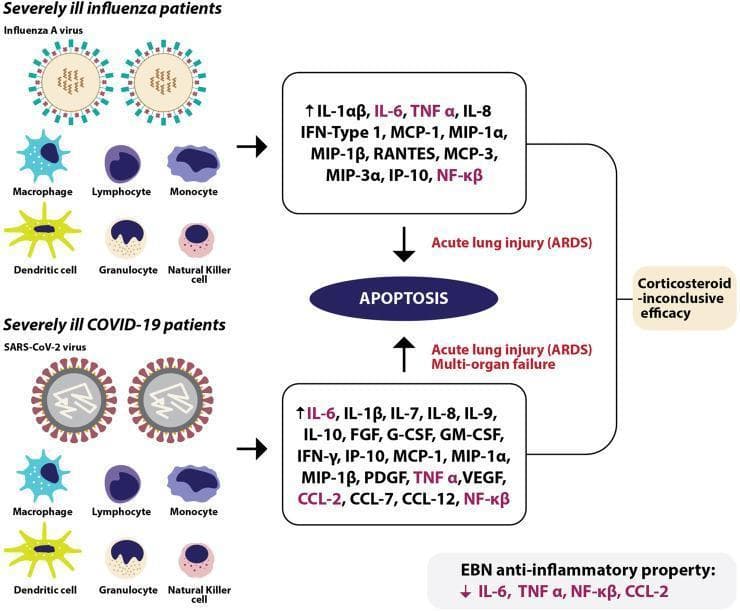 A comparative medical illustration detailing the immunopathology of severe Influenza A and COVID-19 (SARS-CoV-2). The diagram identifies common immune cell types involved in both infections, including macrophages, lymphocytes, monocytes, dendritic cells, granulocytes, and natural killer cells. It lists profiles of elevated cytokines and chemokines (cytokine storm) for both conditions. Severely ill influenza patients show increases in IL-1αβ, IL-6, TNF-α, IL-8, IFN-Type 1, and various MCP/MIP markers, leading to acute respiratory distress syndrome (ARDS) via apoptosis. Severely ill COVID-19 patients exhibit a broader cytokine profile including IL-1β, IL-6 through IL-10, G-CSF, GM-CSF, IFN-γ, and VEGF, resulting in ARDS, apoptosis, and multi-organ failure. The diagram notes the 'inconclusive efficacy' of corticosteroids for these conditions and highlights the anti-inflammatory potential of Edible Bird's Nest (EBN) in reducing specific markers like IL-6, TNF-α, NF-κβ, and CCL-2. This educational resource is designed for immunology and infectious disease study, illustrating disease mechanisms and therapeutic targets.